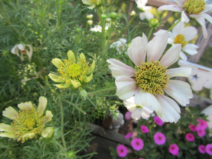does anyone know why my cosmos have started getting small blossoms with short petals, gardening, landscape, Several of the newer blossoms are very small Hardly any petals