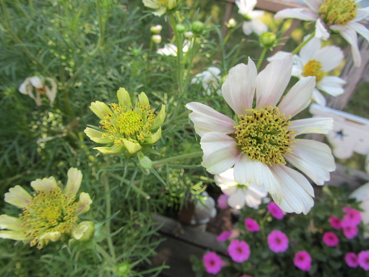 does anyone know why my cosmos have started getting small blossoms with short petals, Several of the newer blossoms are very small Hardly any petals