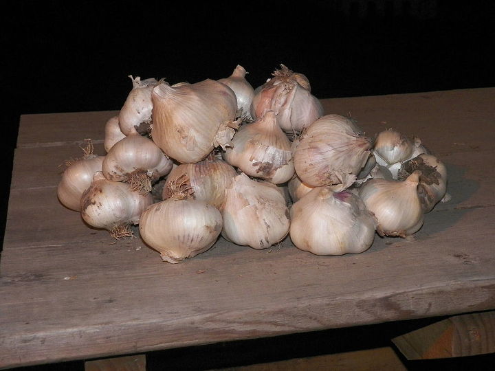 up date on garden, gardening, garlic