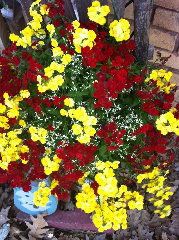 flowers in my backyard, flowers, gardening