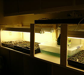 how to grow seeds indoors, gardening, My fertilizer solution for feeding and watering was just kept in plastic bins