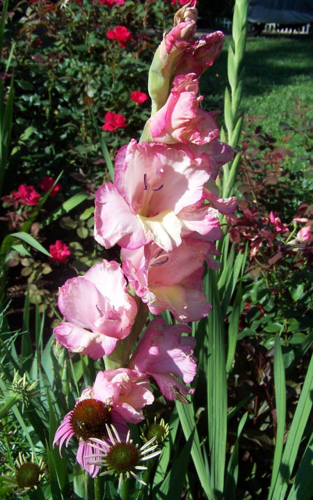 come on a virtual tour of my garden today, gardening, My first gladiola of the season