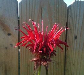 flowers in my gardens, flowers, gardening, Bee Balm planted in my vegetable garden to attract beneficial bugs