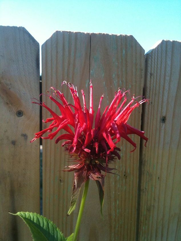 flowers in my gardens, flowers, gardening, Bee Balm planted in my vegetable garden to attract beneficial bugs
