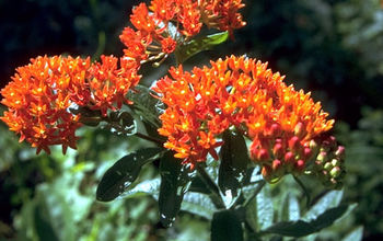 Keeping Away Deer ! | Hometalk