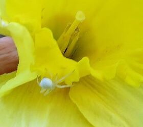 my spring garden, flowers, gardening, outdoor living, succulents, Little white garden spider in a daffodil
