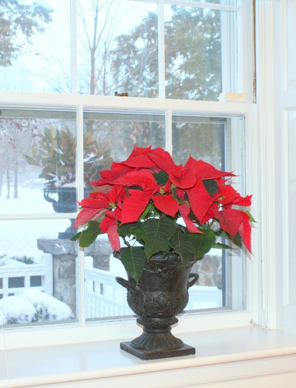 a holiday home tour, christmas decorations, seasonal holiday decor, Red Poinsettias in the window