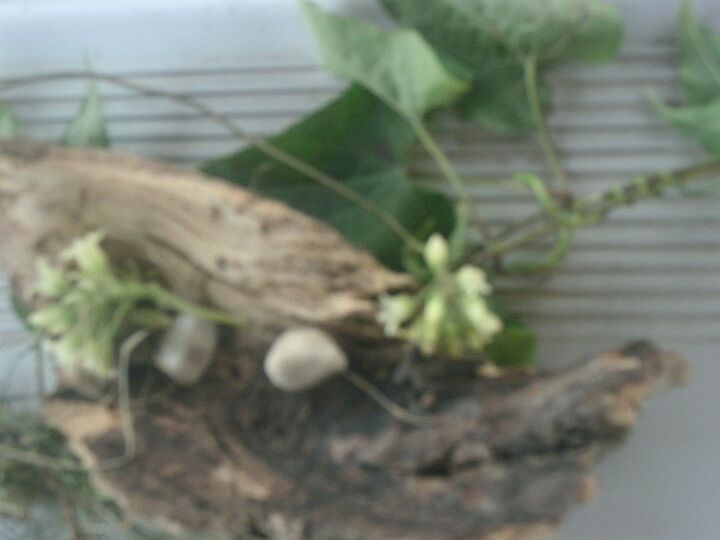 the world through a child s eyes, flowers, gardening, Achidan made this with bark sprigs off a plant and pea gravel He presented it to me as a salad He took this photo so I wouldn t forget it