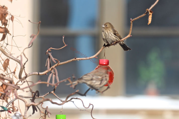 the loss of a visiting bird borrowed time, gardening, pets animals, A female house finch alighting on branches of my contorted hazelnut Image featured on TLLG s FB Page