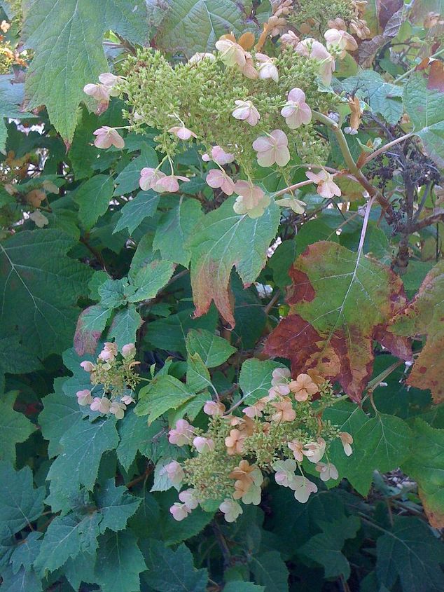 what s wrong with my hydranga, flowers, gardening, hydrangea, Leaves are big bit a little brown on the ed