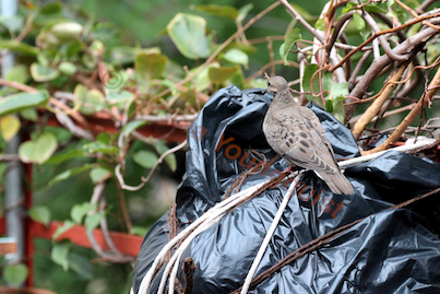 urban hedges part three b kiwi vines, pets animals, urban living, Kiwi Vines View Three in a body bag to clear the way for a major repair as a lone mourning dove assess the situation