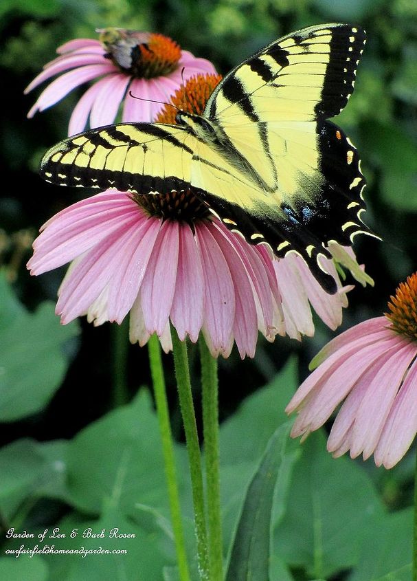 morning coffee on the front porch, container gardening, flowers, gardening, outdoor living, Coneflowers attract pollinators to the garden