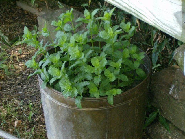 new mexico wild mint, gardening