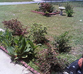 crappy grass sure looks better when cut it needs help, gardening