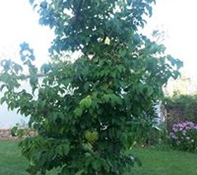 japanese lilac tree, Japanese Lilac Tree 5 years old