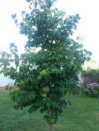 q japanese lilac tree, flowers, gardening, Japanese Lilac Tree 5 years old