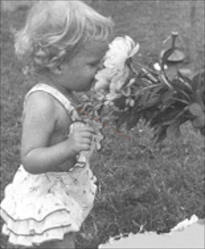 the week that was where have all the flowers gone, flowers, gardening, urban living, Yours truly with Grandpa s Peony