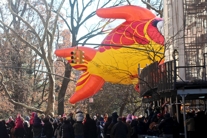 id needed re characters in entertainment, seasonal holiday d cor, thanksgiving decorations, An unidentified fish marches swims out of water in Macy s 2013 Thanksgiving Parade View Eight at CPW Image featured