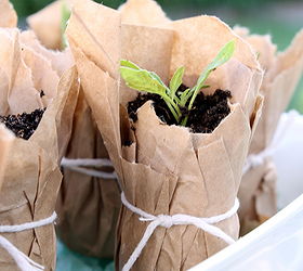 compostable brown paper seedling pots, gardening