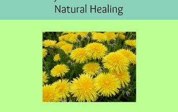 Using Dandelions for Natural Healing