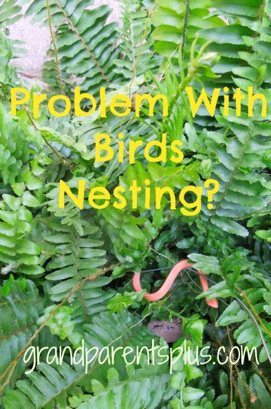 bird problem here s a solution, curb appeal, pest control, porches