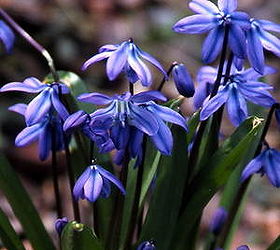 think spring pointers for bulb planting season, gardening, Scilla siberica are one of the best bulbs for shady situations and hardy in zones 4 through 8 Photo via Brent and Becky s Bulbs