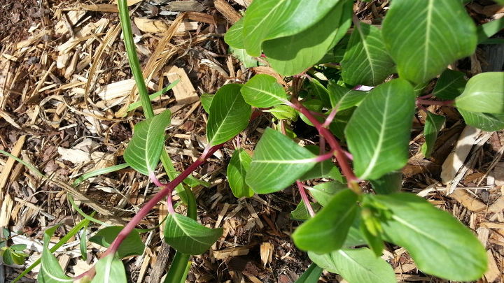 q is this a madagascar periwinkle catharanthus roseus, gardening, My plant 3