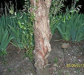 IS SOMETHING WRONG W/THE BARK OF MY CURLY WILLOW aka CORKSCREW TREE