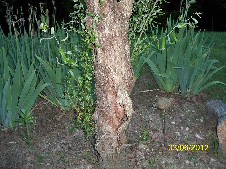 is something wrong w the bark of my curly willow aka corkscrew tree, See how rough and rugged this looks Is this norma