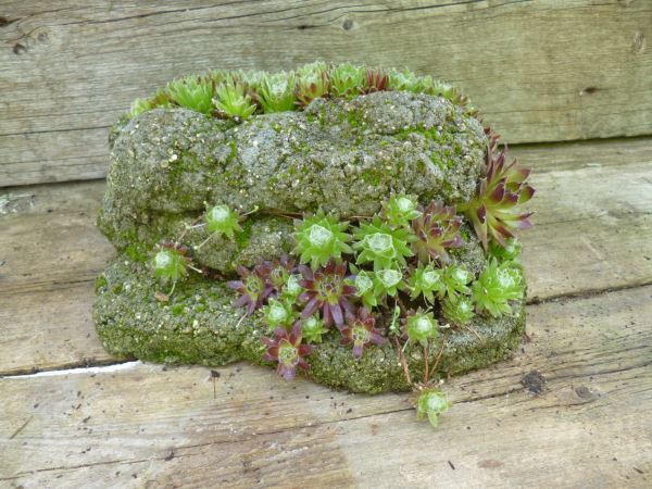 hypertufa and succulents a match made in heaven, flowers, gardening, succulents, Strata planters are like the fissures only sideways The roots of the plants thrive in the damp cracks holding the plants in place There is very little soil in these