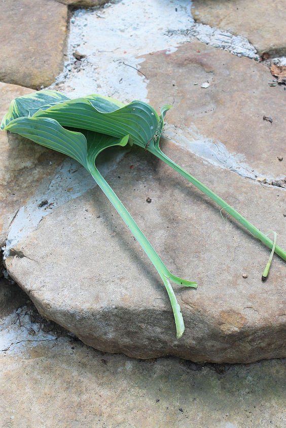 minhas folhas de hosta esto sendo mastigadas na base ajuda, Na pr pria base da planta eles est o realmente deitados no ch o nada mais na planta parece que algo est comendo