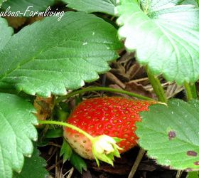 what s growing in the veggie patch, gardening, Strawberry Hunting