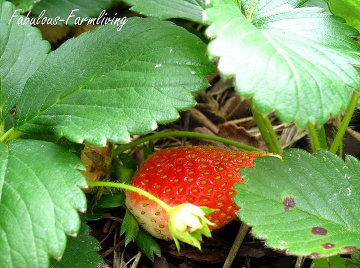 what s growing in the veggie patch, gardening, Strawberry Hunting
