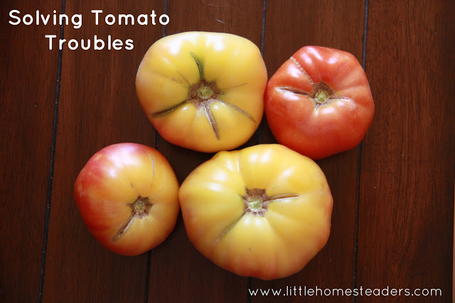 solving problems with your tomatoes, gardening, homesteading