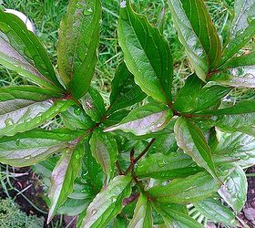 is it safe to replant peony