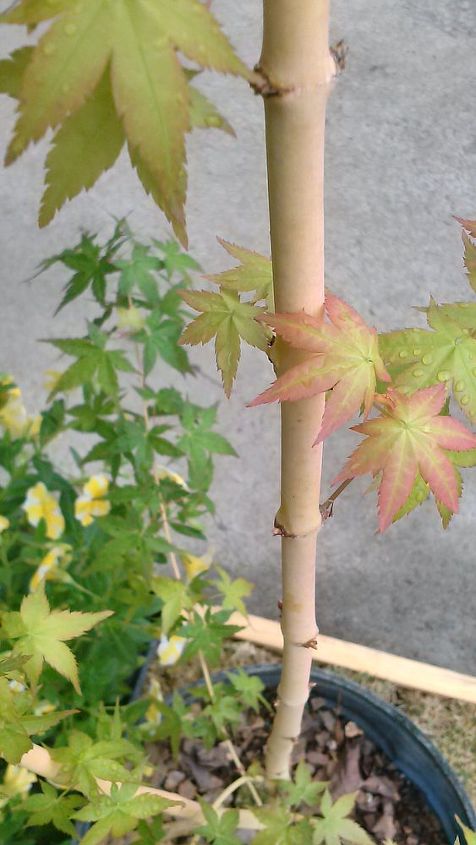 my love affair, Bihou