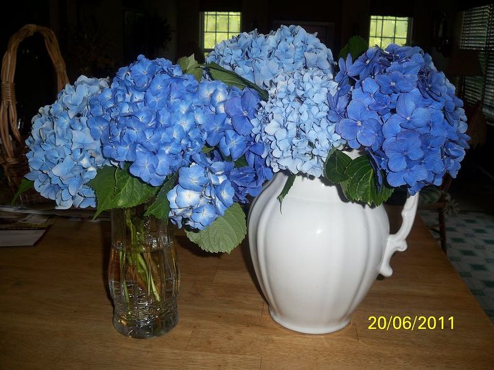 my hydrangeas, flowers, gardening, hydrangea, Luscious Blooms