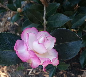 leslie ann camellia the new addition to my garden, flowers, gardening