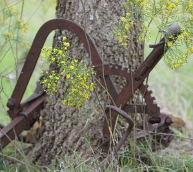 fall photos in oklahoma, outdoor living, ponds water features, The front part of the two row cultivator that went on Granddad s old 1938 F14 Farmall tractor that was parked years ago and the tree is about to take it in Two owners since the family and they never moved it