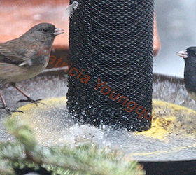feeding birds niger seeds part two, curb appeal, decks, gardening, outdoor living, pets animals, urban living, A pair of juncoes share a moment at the Yellow NIGER feeder