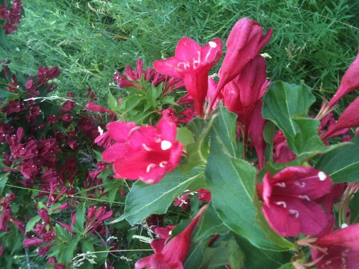 flowers in my gardens, flowers, gardening, Weigelia