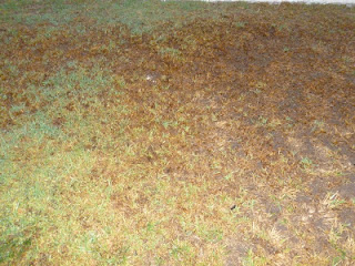 gardening landscape lawn, gardening, This is what the grass looked like I am not an expert on landscaping I am only sharing what has actually worked for us by following the directions on the bag of Epsom salt for using on lawns