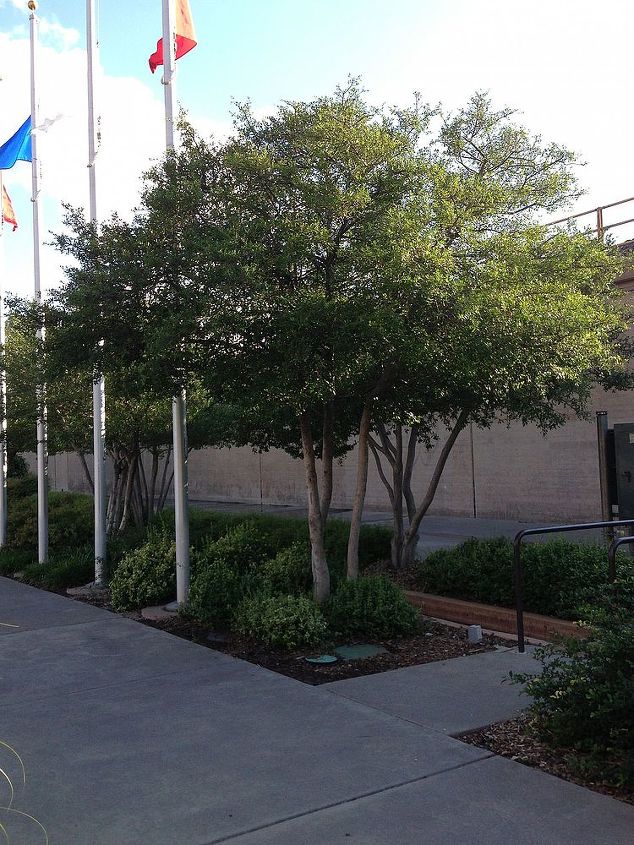 can someone help identify this tree for me, gardening, Tree along the river canal in Bricktown Oklahoma City OK