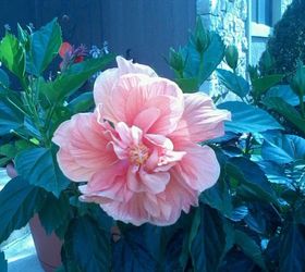 my potted plants are blooming, flowers, gardening, hibiscus, my double bloom hibiscus