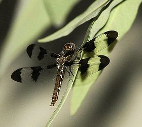 my dragonfly, pets animals