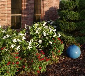 new pictures, gardening, landscape, outdoor living, Rare Gardenia and red Pentas in the Garden Rebel s front yard