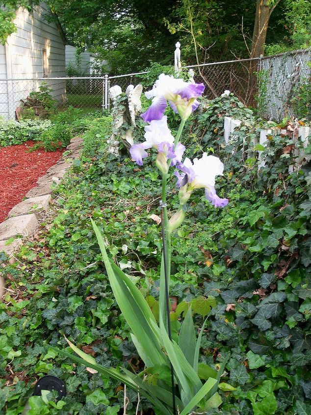 pretty in purple, flowers, gardening, iris