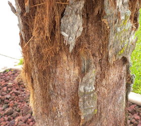 Factory Queen Palm framed bark