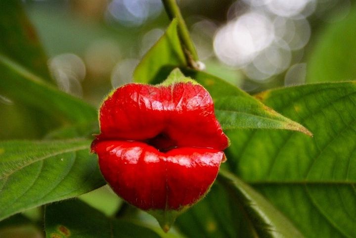 hot lips, flowers, gardening