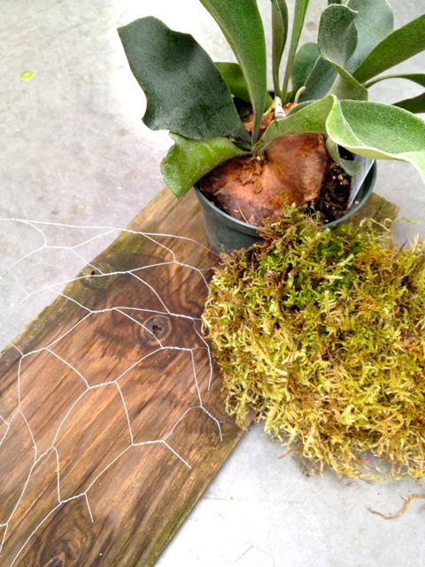 how to mount a staghorn fern, gardening, You will need an old board chicken wire moss and a Staghorn Fern